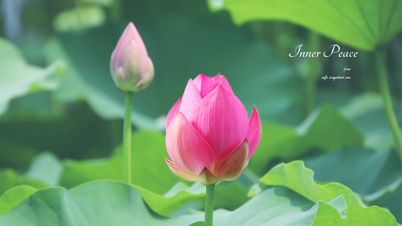 04 피기 시작한 연꽃 C - Inner Peace 연꽃배경화면