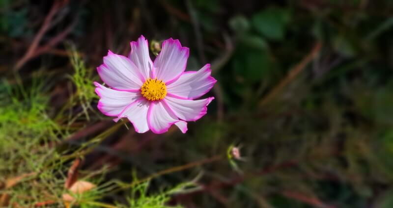 대너리스-카페-정원-코스모스