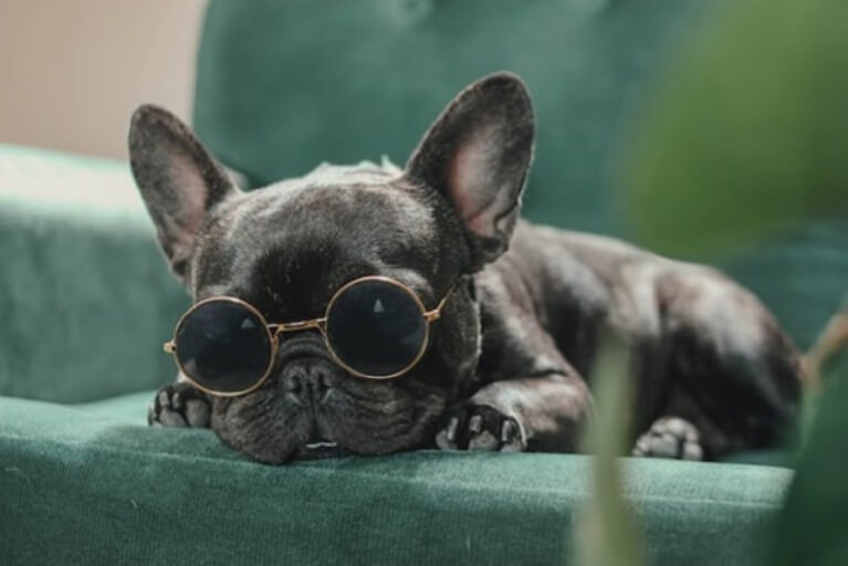 프렌치 불독이 썬그라스를 끼고 엎드려 있다.