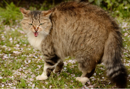 화가 나는 길고양이.