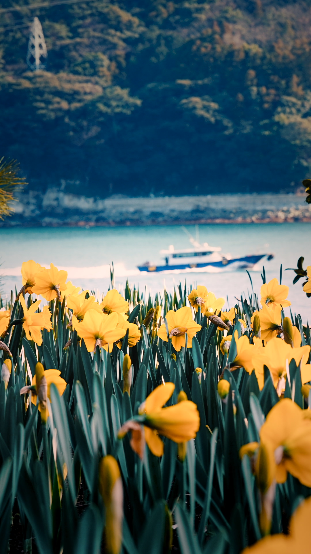 거제 공곶이 수선화 개화시기&amp;만개시기