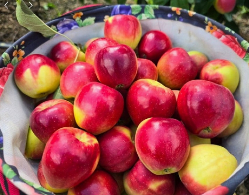 사노라면-경산-미니사과-구아네농장-루비에스