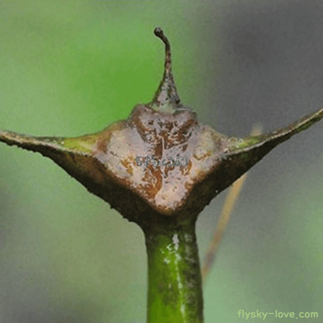 해독 작용에 효과적인 마름 열매