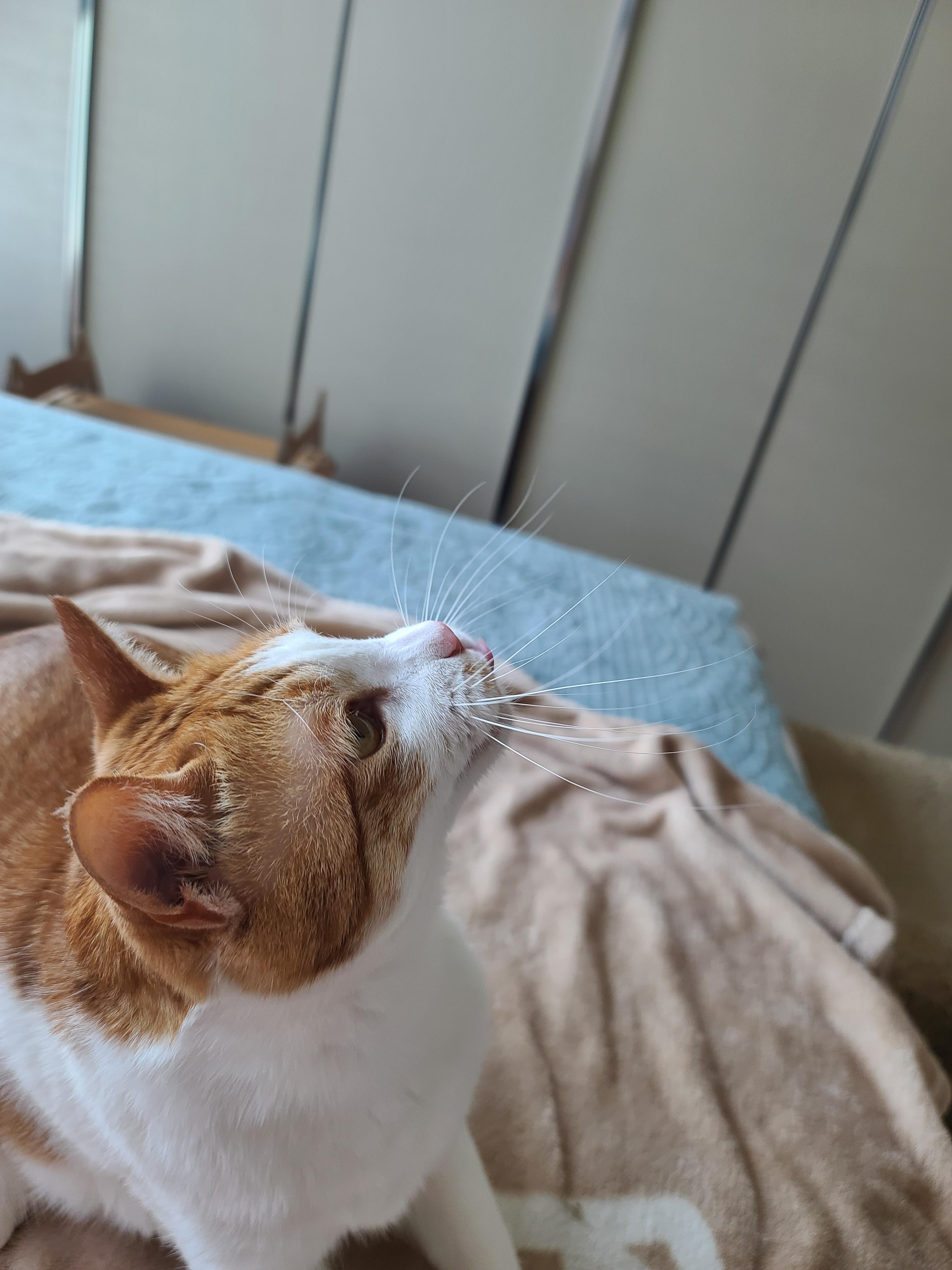 고양이 수염의 역할. 우리집 고양이들의 사냥할때 수염 모양새. 수염발사!! 사진귀여움 주의!