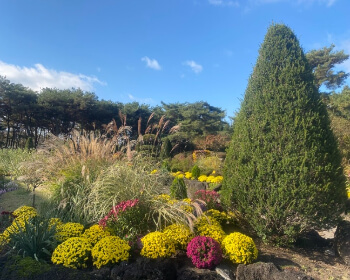 벽초지 수목원 가을꽃 국화축제_16