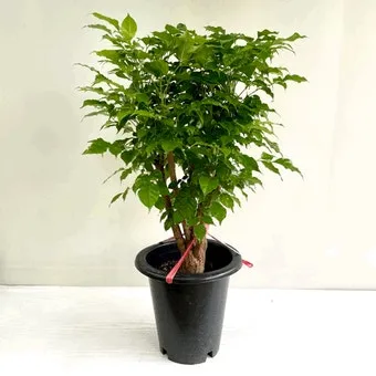 녹보수 물주기 광량관리 환기요령 비료주기 침실 거실 추천_6