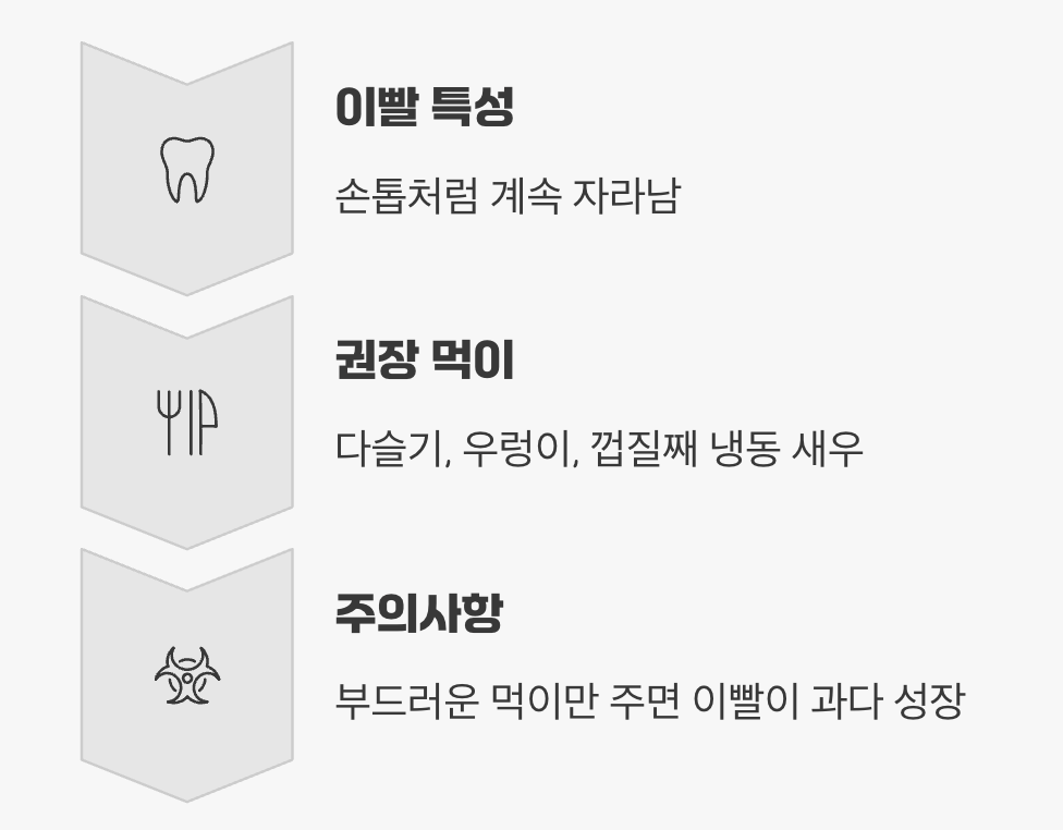 먹이 - &amp;#39;이빨 관리&amp;#39;가 식단의 핵심