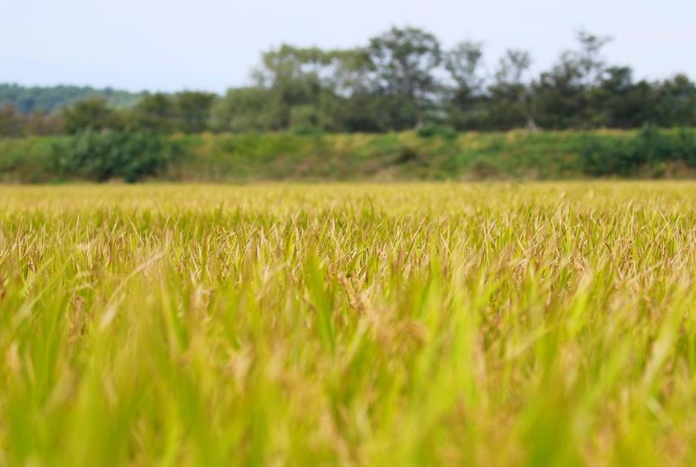 한국 vs 해외 스마트팜 자동화 차이점 관련 사진