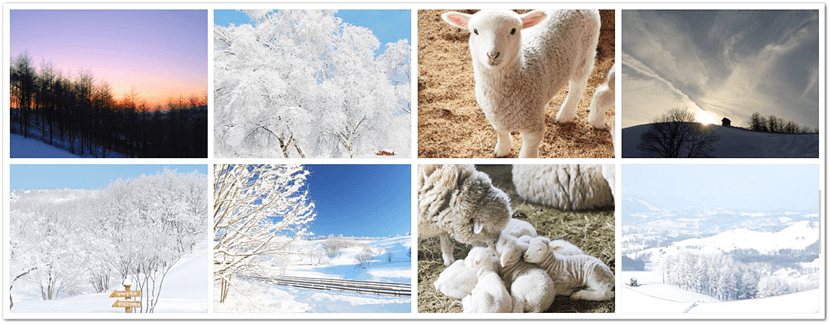 강원도 대관령 양떼목장