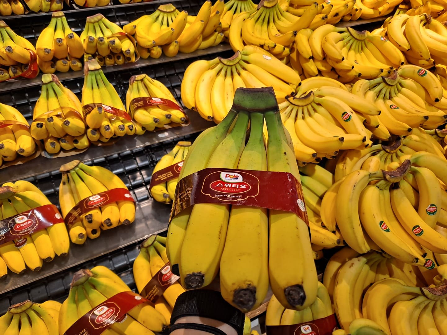 약간-녹색-바나나송이