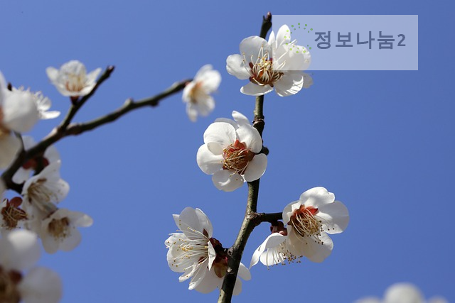양산원동매화축제