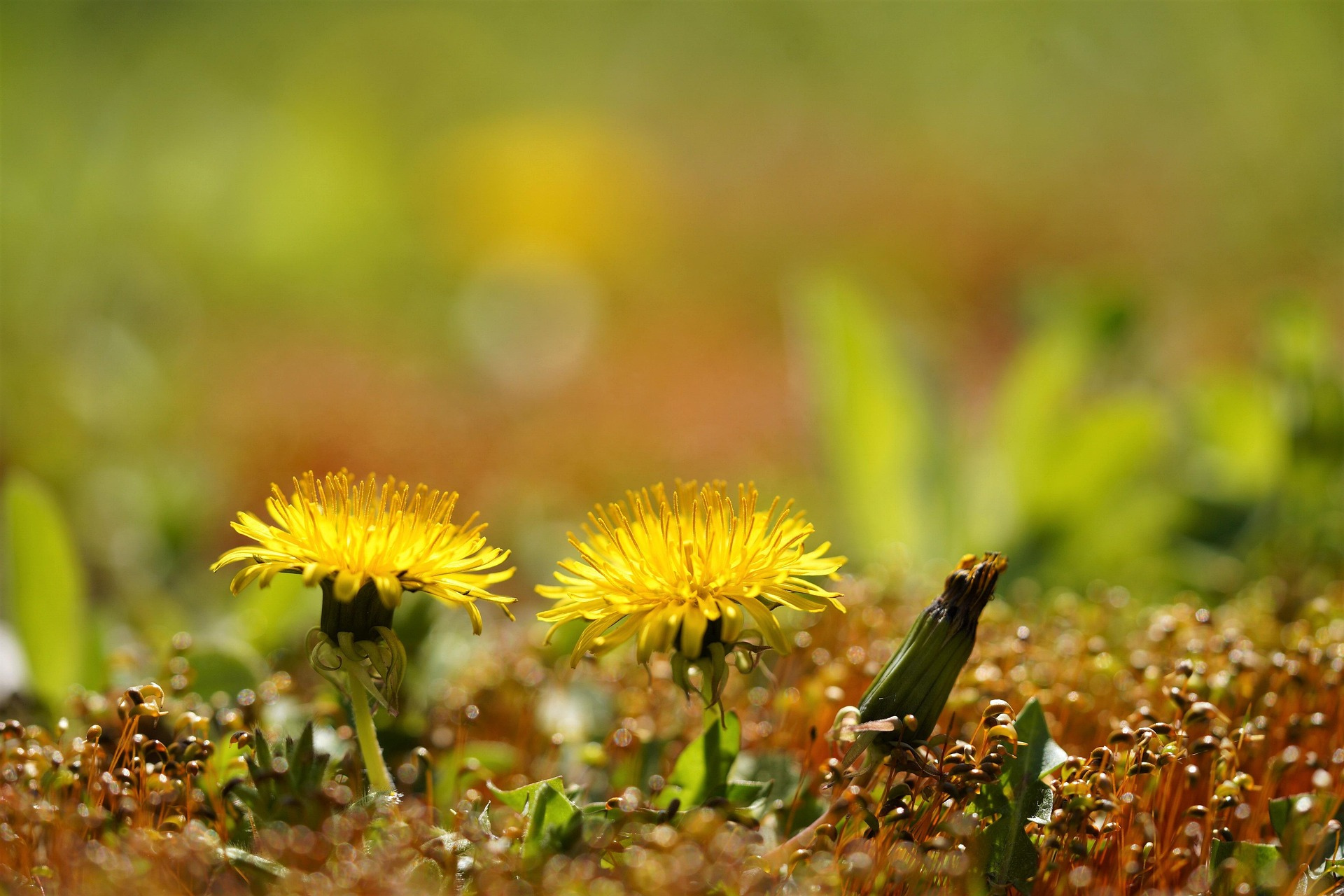 자기계발로 꽃이 움트듯 나는 성장한다