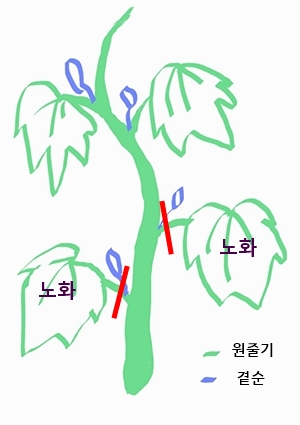 오이 잎사귀 제거