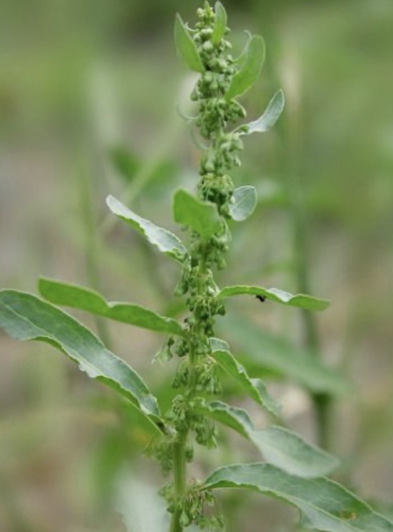 소리쟁이 효능: 전통 약초의 놀라운 건강 비밀