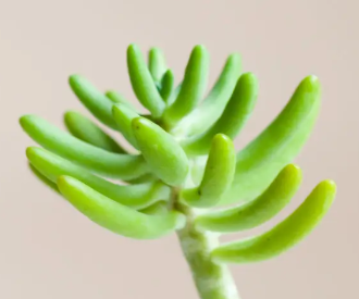 몬스테라 줄기 끝에 돌돌 말린 연두색 새 잎들