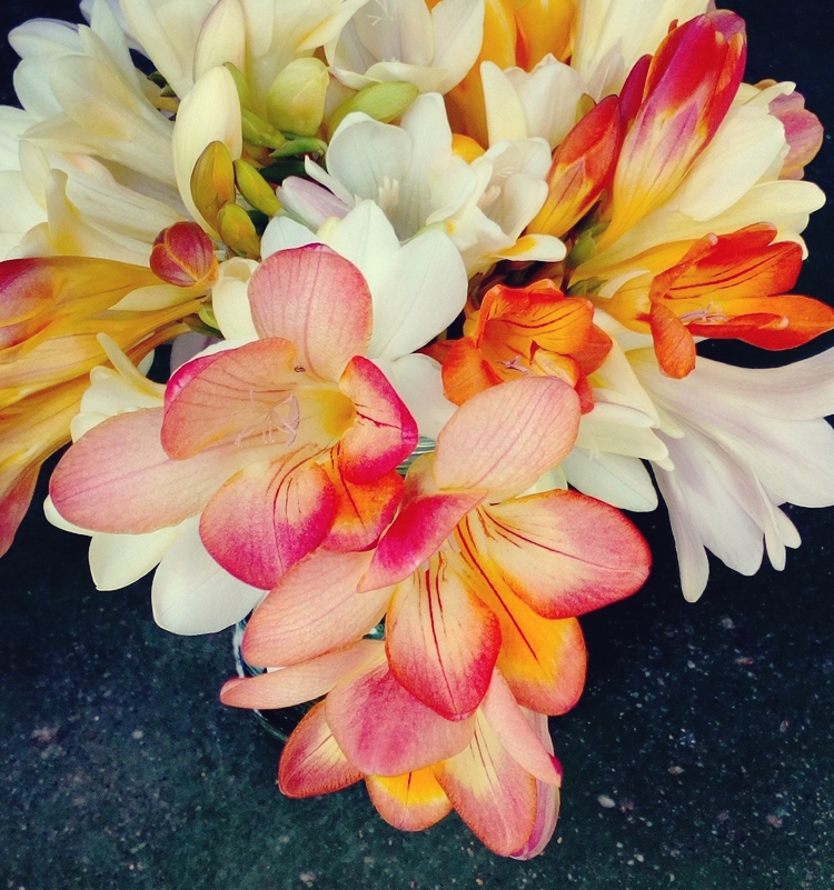 프리지아 꽃송이