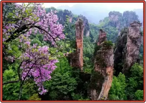 장가계 국가삼림공원 꽃핀 풍경