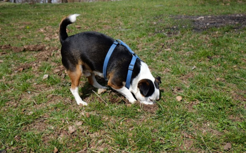 강아지가 땅을 파는 모습