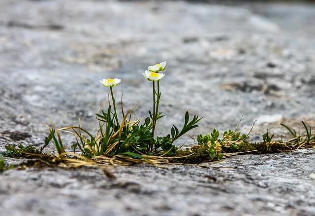 파인다이닝-레스토랑-메뉴 -들꽃