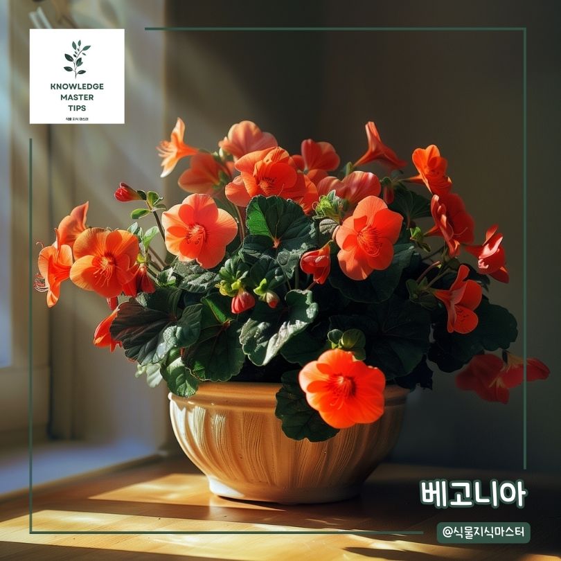 예쁜 식물 선물 - 베고니아