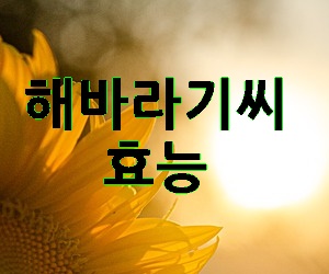 해바라기씨 효능