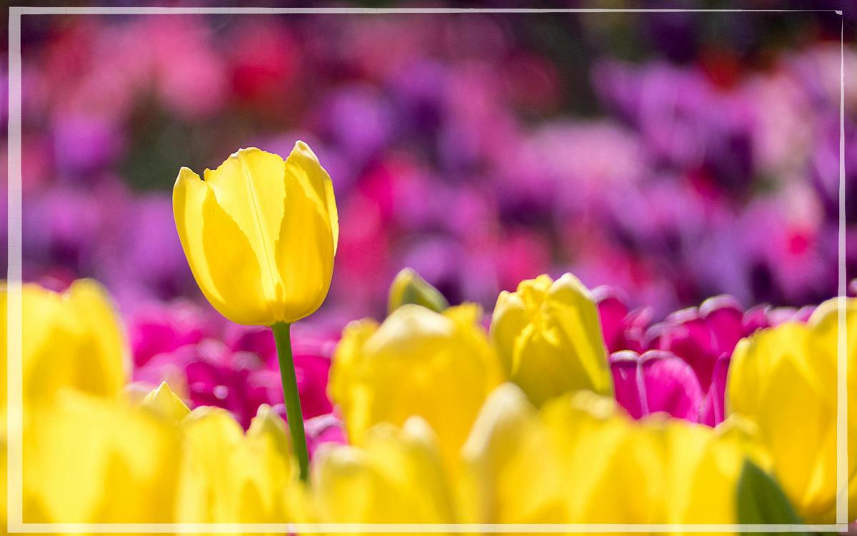 9월 11일 12띠 별자리 운세 완벽분석_3 원숭이띠&amp;#44;닭띠&amp;#44; 개띠&amp;#44; 돼지띠