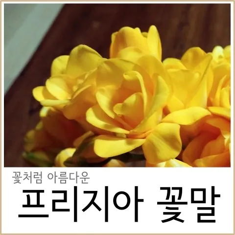 프리지아 수선화 꽃말 꽃다발 선물 의미_3