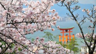 일본 벚꽃 개화 시기 벚꽃 명소 추천!