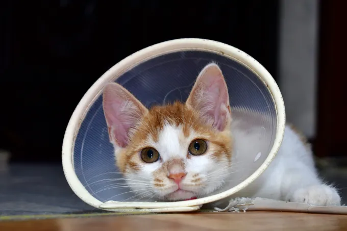 고양이 중성화 비용 수술시기 관리_5