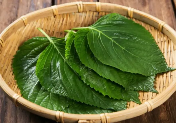 빈혈-좋은음식-깻잎