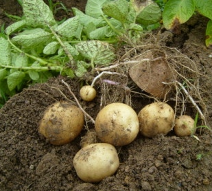 감자캐는시기 중부 남부 지방 장마 수미 두백 하지 감자수확시기 1