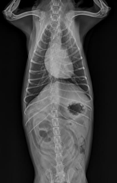 반려견 기흉 증상 완벽 가이드 관련 사진