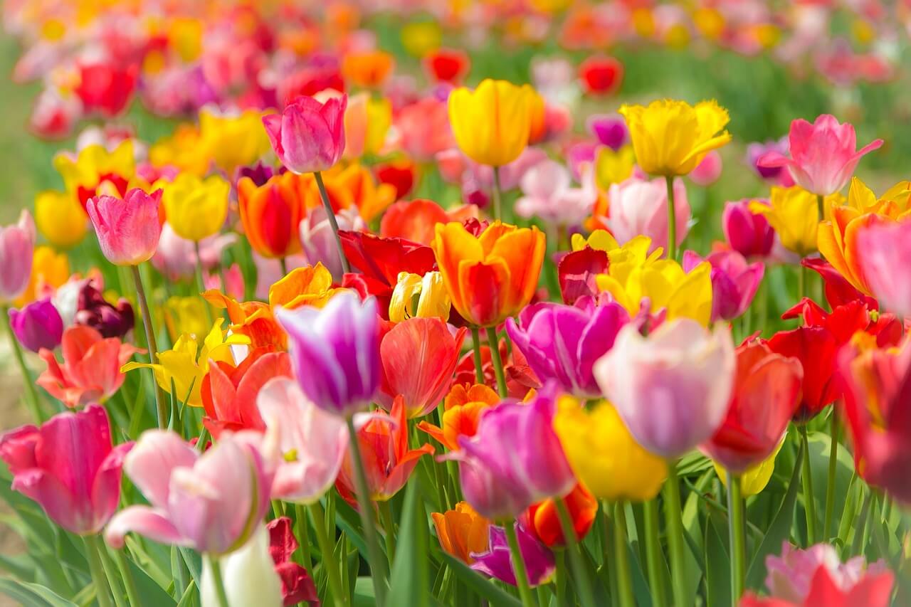 태안 튤립축제 태안 세계튤립꽃박람회