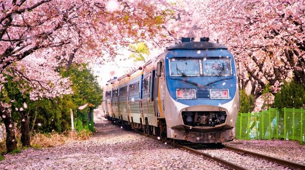 가득 개화한 왕벚꽃의 꽃잎이 비처럼 쏟아지는 진해 중원로터리와 진해루 일대