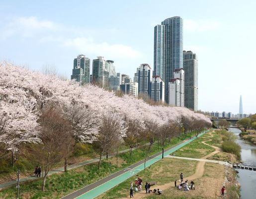 강남 벚꽃