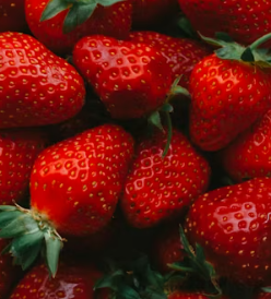 딸기 효능 부작용 칼로리 고르는법