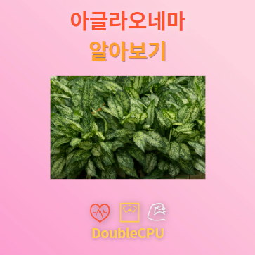 아글라오네마 꽃말 및 탐구