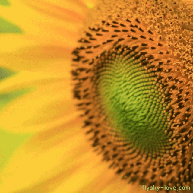 통증에 효과적인 해바라기씨