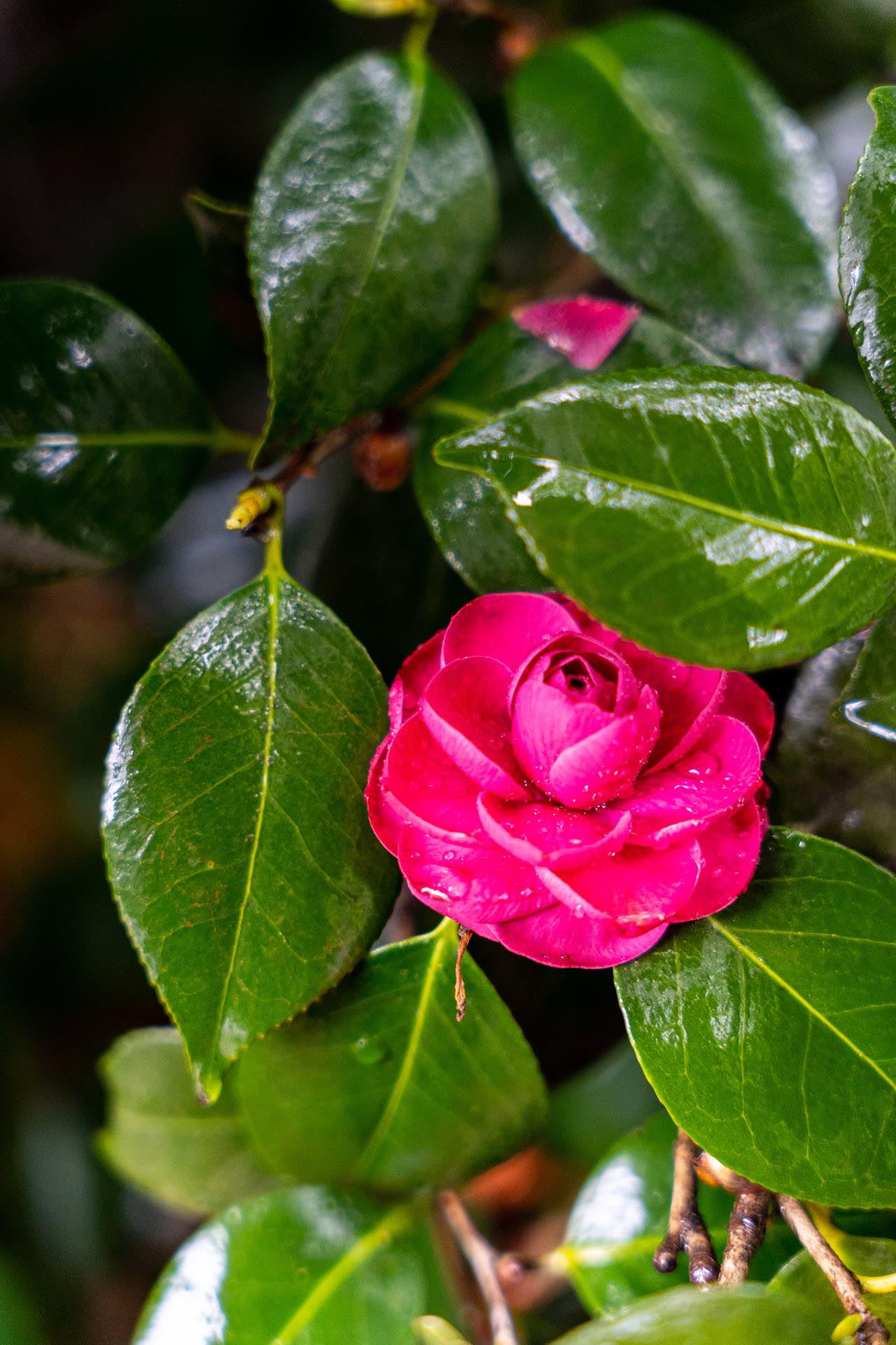 미륵전 동백나무