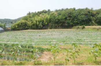 고창 청농원 체험