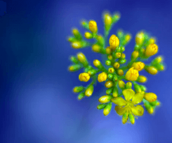 불면증에 좋은 약초 related image 4