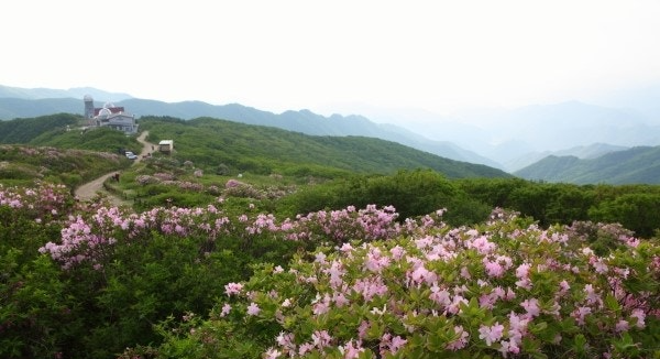 [5월 봄꽃 축제]2025 영주 소백산 철쭉제❘기본 정보, 프로그램, 개화상황 정리