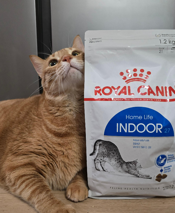 고양이 사료 추천2