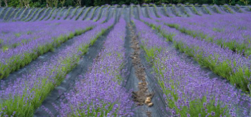 정읍 허브원 라벤더 농원