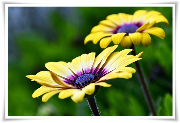 "마가렛" 상큼함으로 일상을 물들이는 꽃, 키우기부터 활용까지 완벽 가이드!