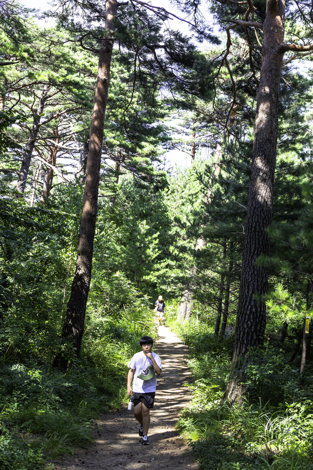 대관령소나무길