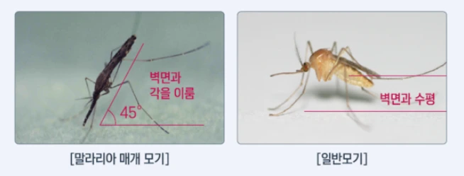말라리아모기 생김새