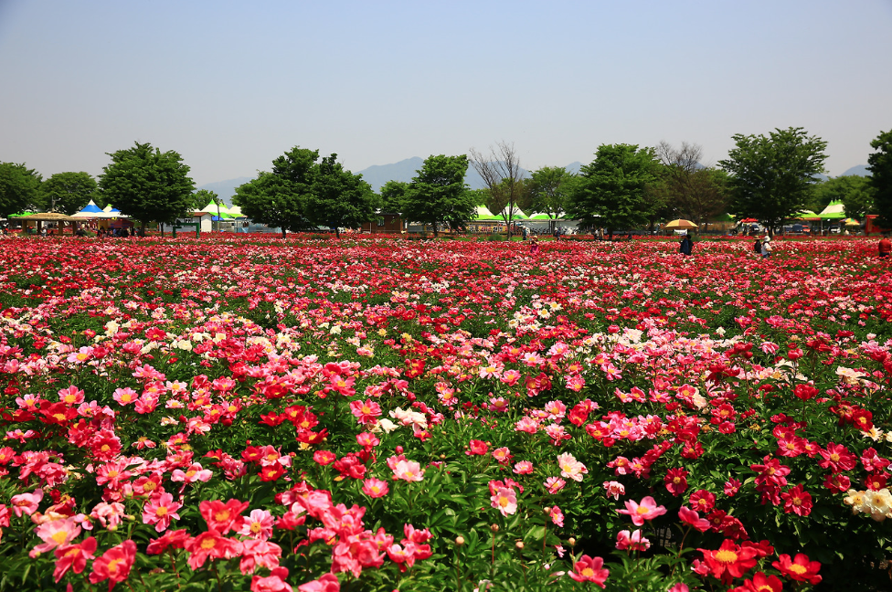 칠서생태공원 작약꽃 축제