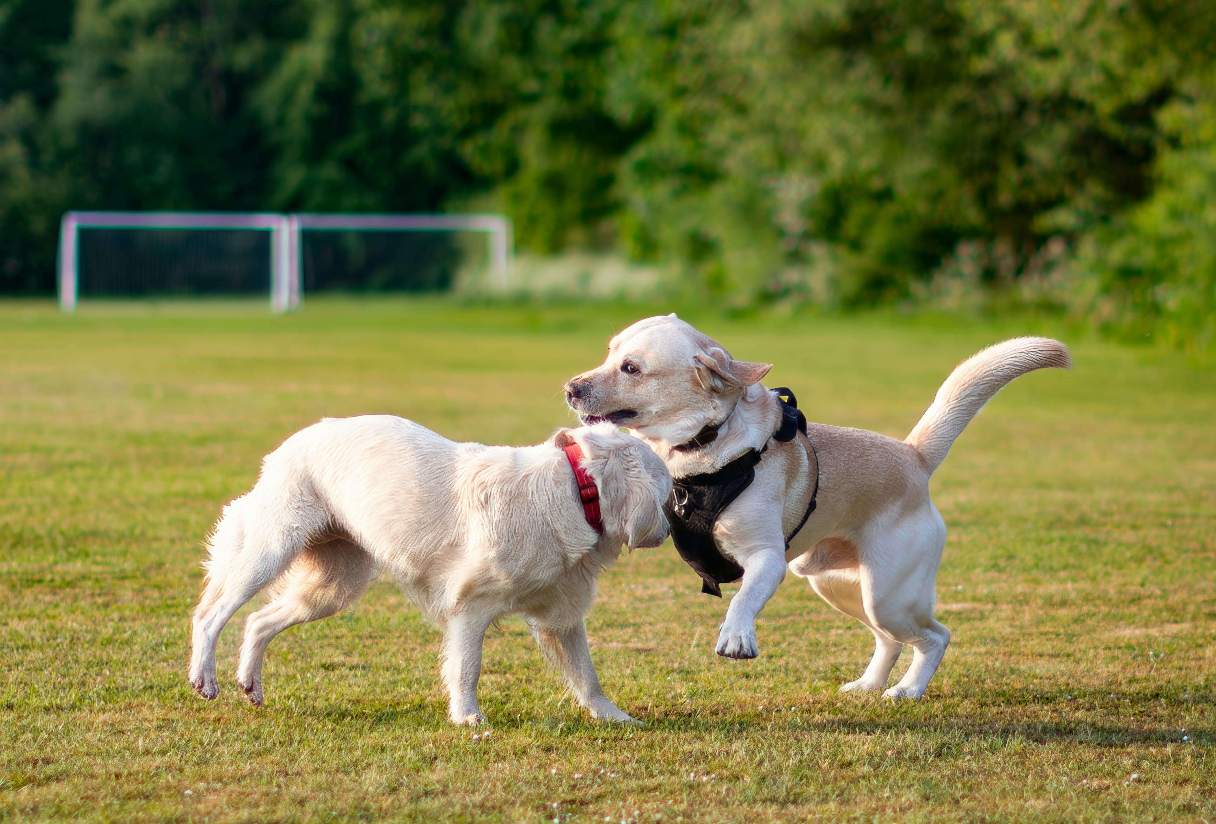 조정석이 겪은 펫로스 증후군, 반려동물 상실 극복법