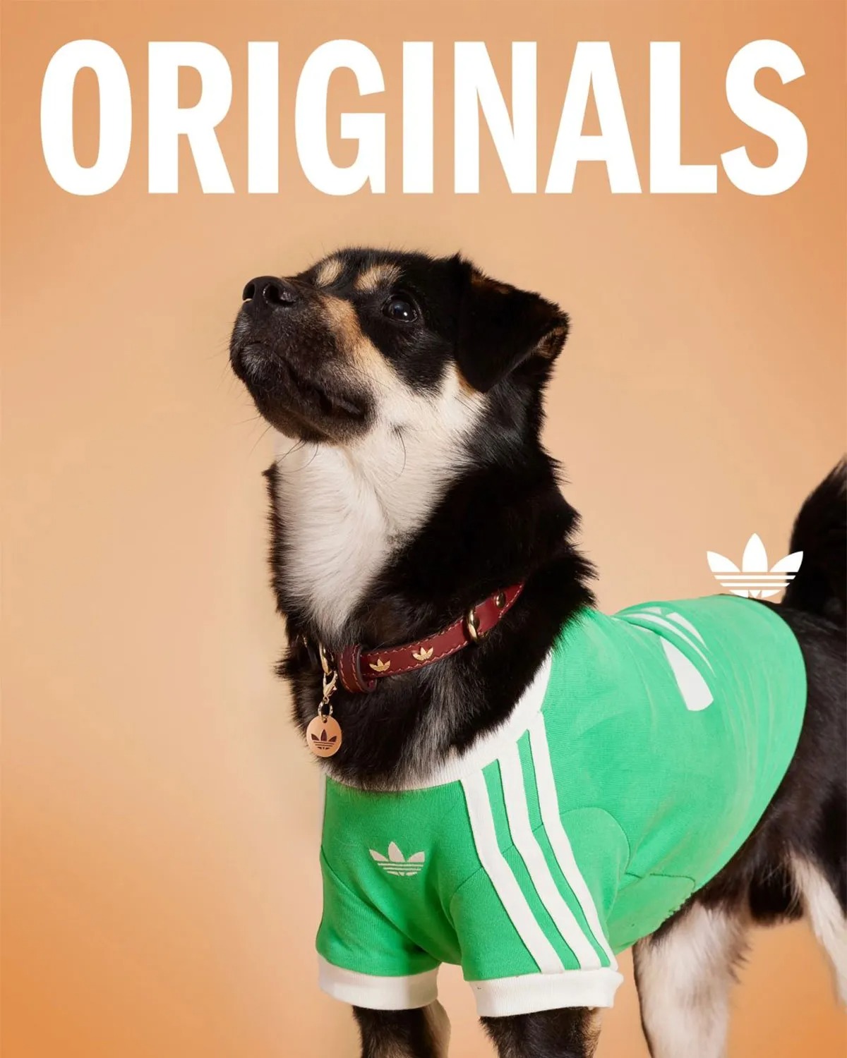 adidas Originals Is Dropping Apparel And Accessories For Pets